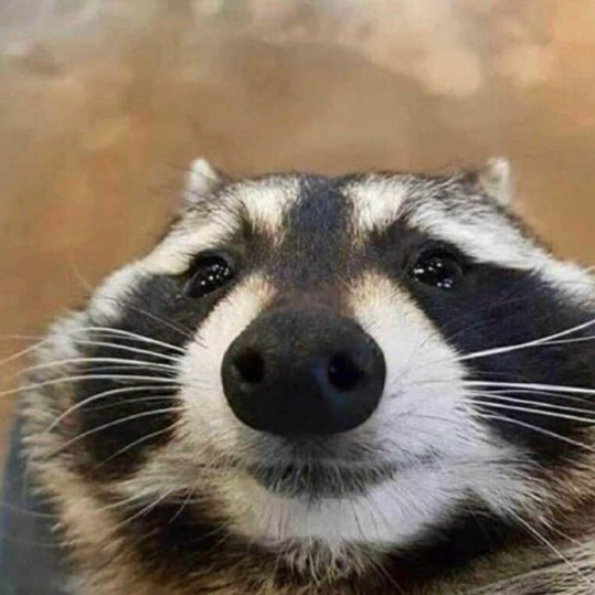 Profile pic of Raccoon